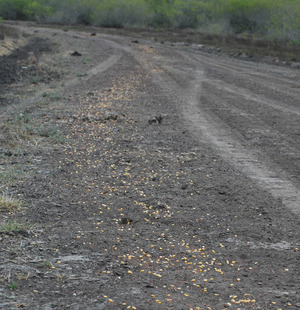 Bait on road_verticle cropped Bait on road_verticle cropped