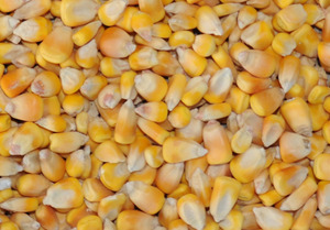 Corn cropped Corn cropped